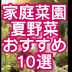 夏野菜10選